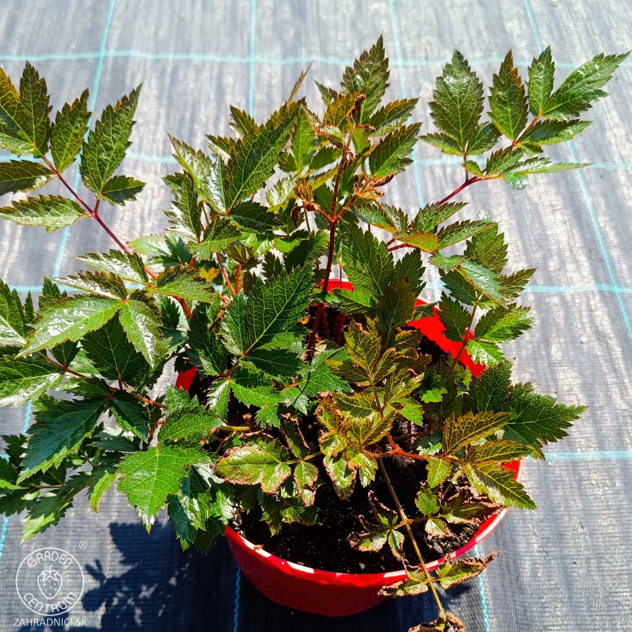Obrázok Astilba Arendsova (Astilbe arendsii) ‘MAGGIE DALEY’ - kont. C2L